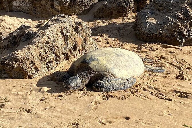 Beaches, Food & Aloha: Private Oahu Tour - Key points to know before booking