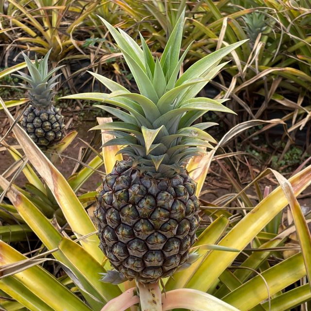 Best of Oahu in One Day - Comfort, access, and what to budget