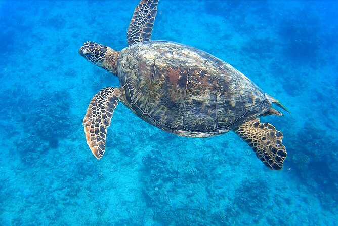 Best Waikiki Snorkel Tour: Guaranteed Turtles at Turtle Canyon - Key points to know before you book