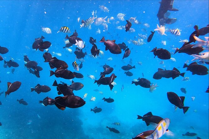 Best Waikiki Snorkel Tour: Guaranteed Turtles at Turtle Canyon - Turtle Canyon gives this Waikiki outing its purpose