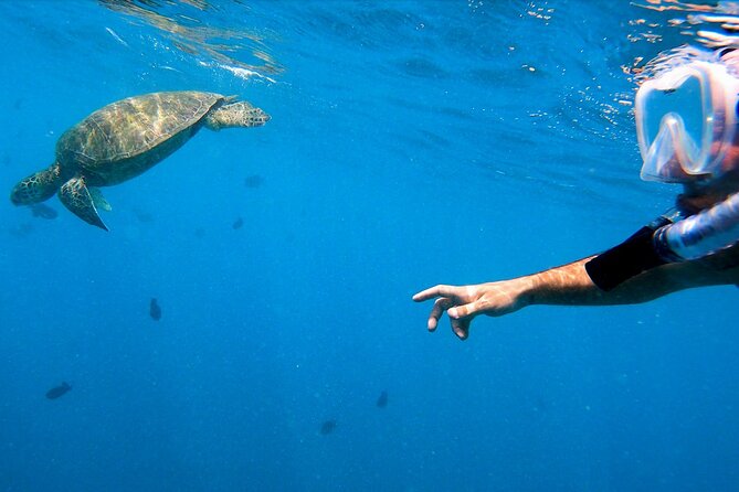 Best Waikiki Snorkel Tour: Guaranteed Turtles at Turtle Canyon - Rough water can shape the whole two-hour trip