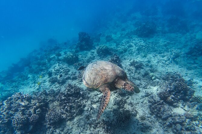 Best Waikiki Snorkel Tour: Guaranteed Turtles at Turtle Canyon - Booking, cancellations, and the meeting point