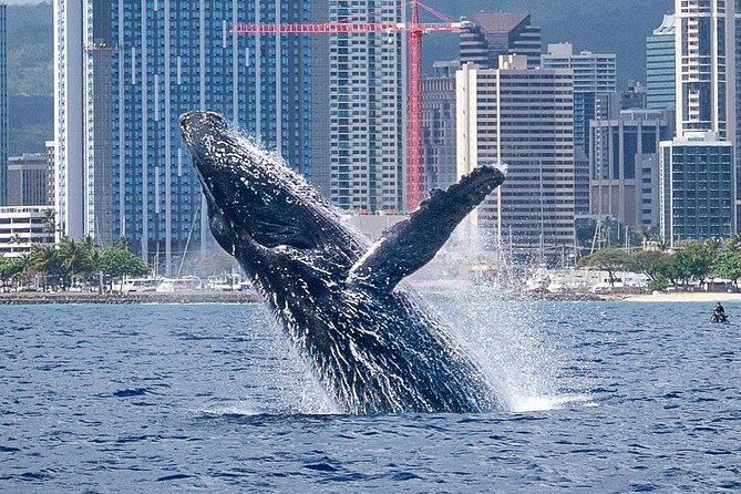Best Waikiki Whale Watching in Honolulu: Whales Guaranteed - Setting out from Waikiki for a two-hour whale watch