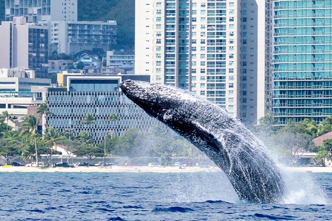 Best Waikiki Whale Watching in Honolulu: Whales Guaranteed - More than whales: dolphins, turtles, and open-water surprises
