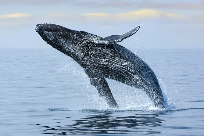Best Waikiki Whale Watching in Honolulu: Whales Guaranteed - Is $79 a good value?
