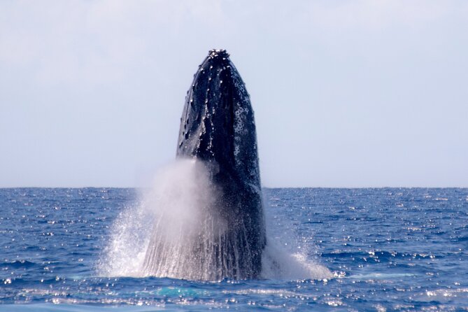 Best Waikiki Whale Watching in Honolulu: Whales Guaranteed - Practical tips for a better outing