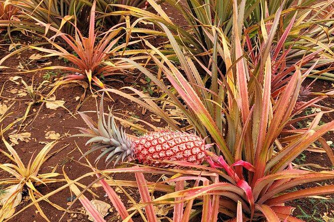Byodo Temple and Waimea Botanical Garden Tour - Dole Plantation without the train or maze