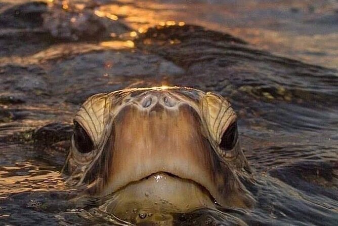 Circle Island tours - swim with turtles,Private & Small Group Tours - Diamond Head or Makapuʻu Lighthouse at the start