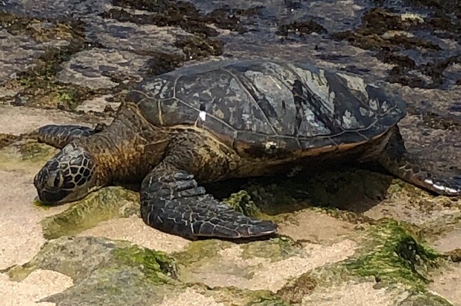 Circle Island tours - swim with turtles,Private & Small Group Tours - Macadamia nuts and historic Haleiwa
