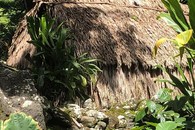 Circle Island tours - swim with turtles,Private & Small Group Tours - Private Jeep or luxury van for up to seven