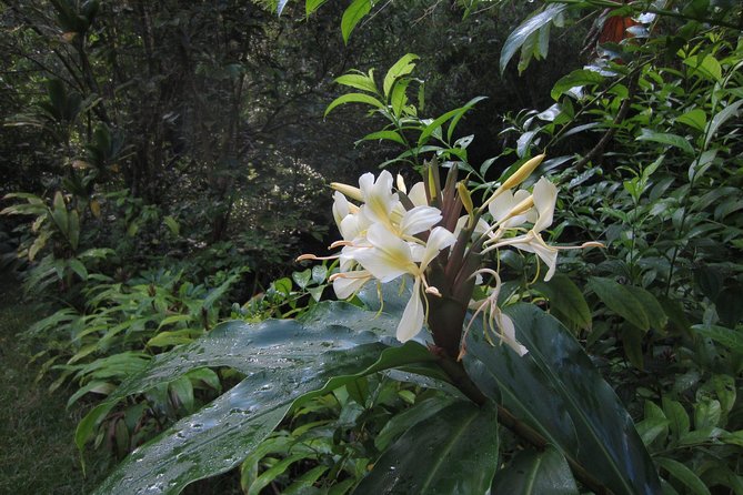 Custom Island Tour - for 4 to 5 people - up to 8 hours - Private tour of Oahu - Food stops, photo stops, and the value of local advice