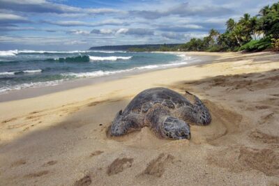 Custom Island Tour – for 4 to 5 people – up to 8 hours – Private tour of Oahu