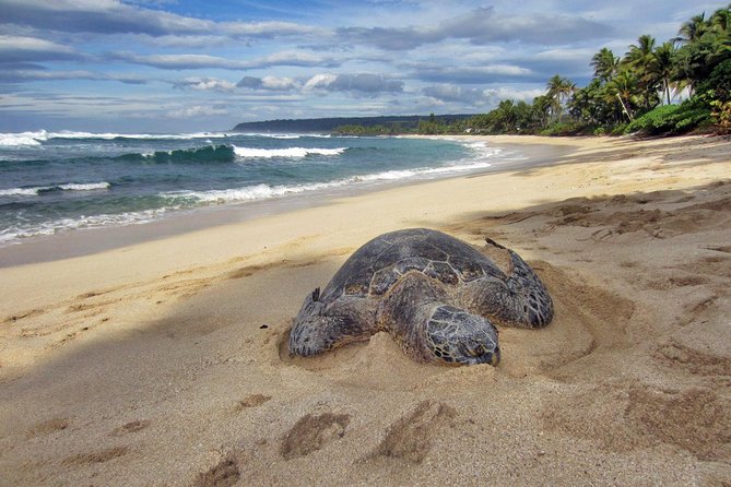 Custom Island Tour - for 4 to 5 people - up to 8 hours - Private tour of Oahu - How the eight-hour Oahu circle can unfold