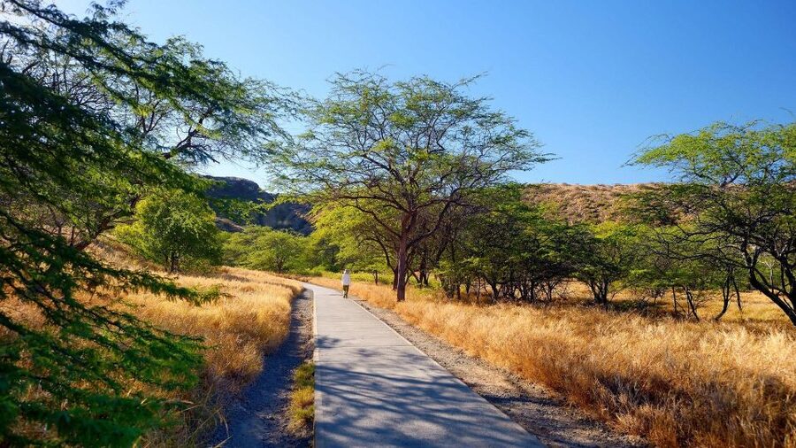 Diamond Head Manoa Falls - What the private vehicle and guide add
