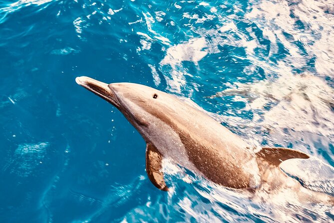 Dolphin Watching and Snorkeling on the West Coast of Oahu - West Oahu gives the trip a wilder feel
