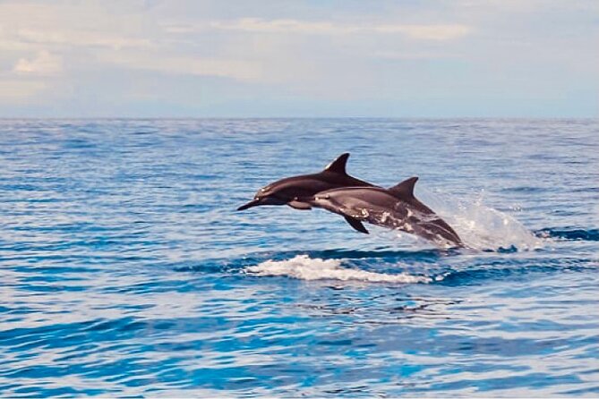 Dolphin Watching and Snorkeling on the West Coast of Oahu - Snorkeling near turtles, reef fish, and clear water