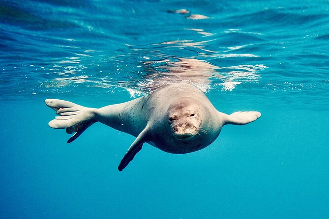 Dolphin Watching and Snorkeling on the West Coast of Oahu - How the timing affects value