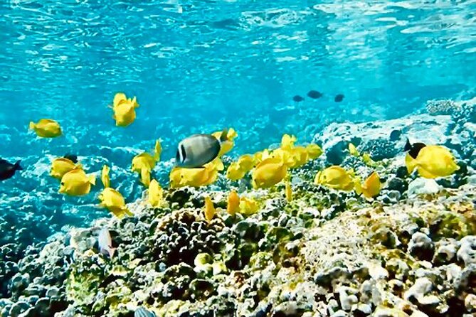 Dolphin Watching and Snorkeling on the West Coast of Oahu - Who should book this West Oahu cruise