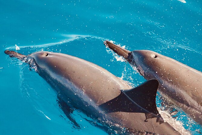 Dolphin Watching and Snorkeling on the West Coast of Oahu - Searching for spinner dolphins in open water