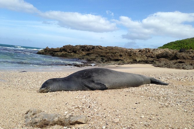 Eco-adventure friendly Aloha Island Tour - Haleiwa, where the North Shore slows down