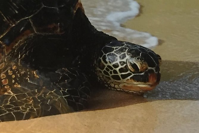 Eco-adventure friendly Aloha Island Tour - Mokoliʻi and a Hawaiian origin story