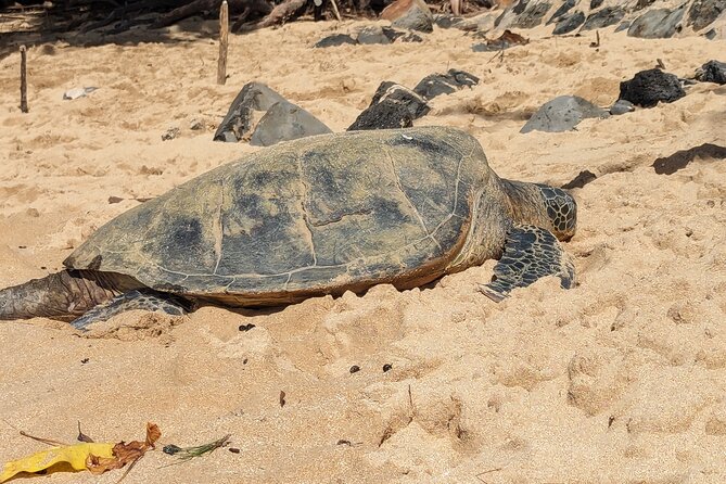 Famed North Shore Tour - Shark’s Cove: a short stop for water time