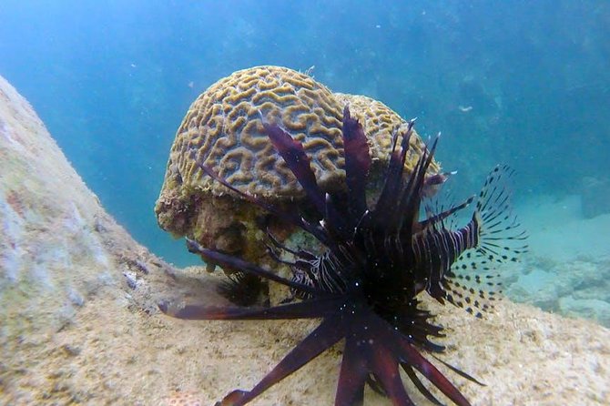 First-Time Scuba Diving in Honolulu + Free Videos - The free GoPro photos and videos