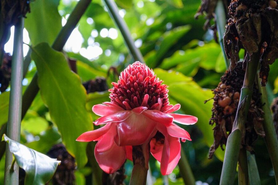 From Oahu: Kauai Waimea Canyon & Wailua River Tour - Honolulu Airport is part of the adventure