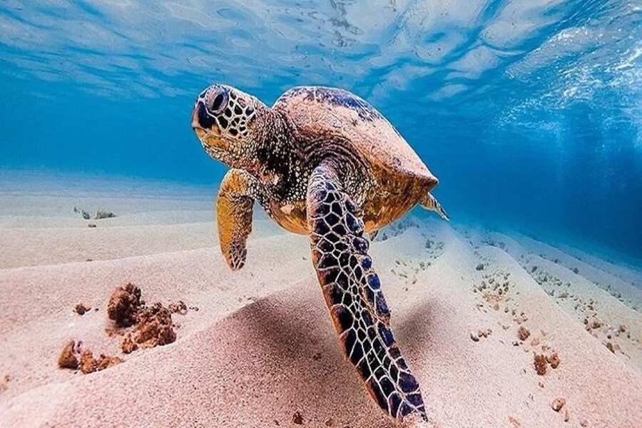 From Waikiki: Oahu Grand Circle Island Experience - Cliffs, blowholes, and the southeast coast