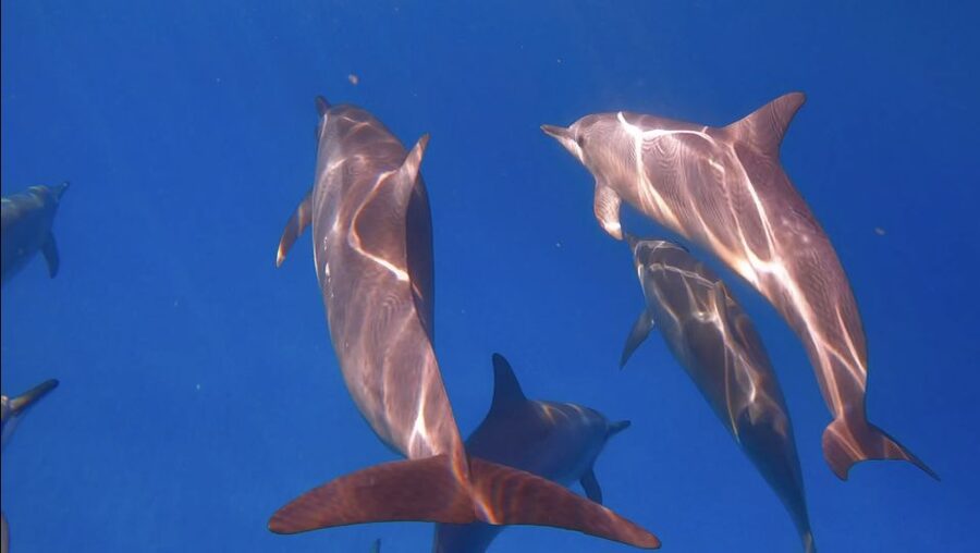 From Waikiki: Turtle Canyon Snorkeling Tour - Why Turtle Canyon is the main event
