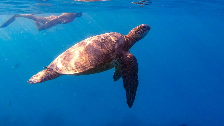 From Waikiki: Turtle Canyon Snorkeling Tour - A short boat ride from Waikiki