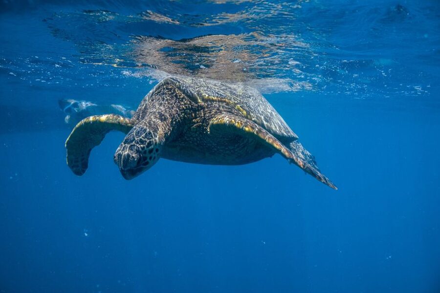 From Waikiki: Turtle Canyon Snorkeling Tour - The crew makes a difference for beginners