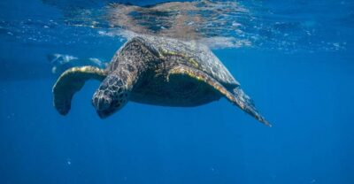 Turtle Canyon Snorkeling Tour