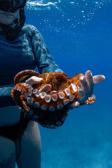 From Waikiki: Turtle Canyon Snorkeling Tour - Respectful turtle viewing, not a chase