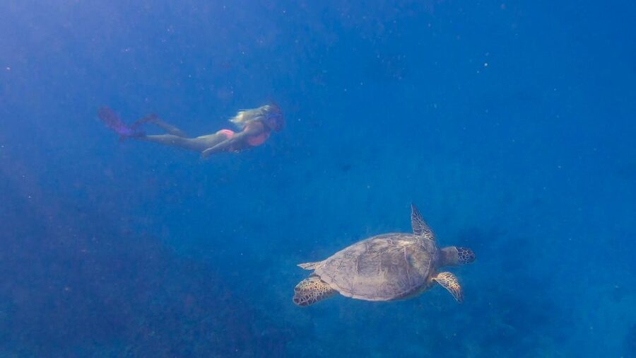 From Waikiki: Turtle Canyon Snorkeling Tour - What to bring and what stays on the boat