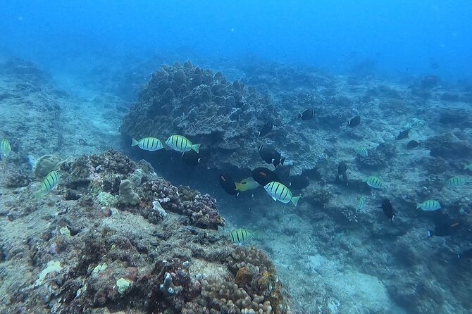 Guided Snorkel Tour for Beginners in Honolulu - Why this Honolulu snorkel lesson works for beginners