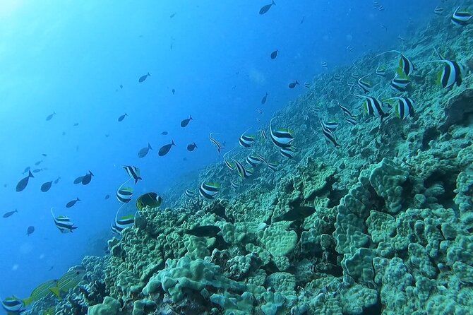 Guided Snorkel Tour for Beginners in Honolulu - The shore-based lesson before the reef