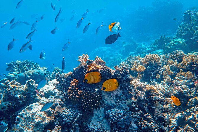 Hanauma Bay Snorkel - Who will enjoy this outing most