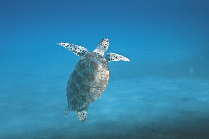 Hanauma Bay Snorkel - Booking, cancellation, and practical planning