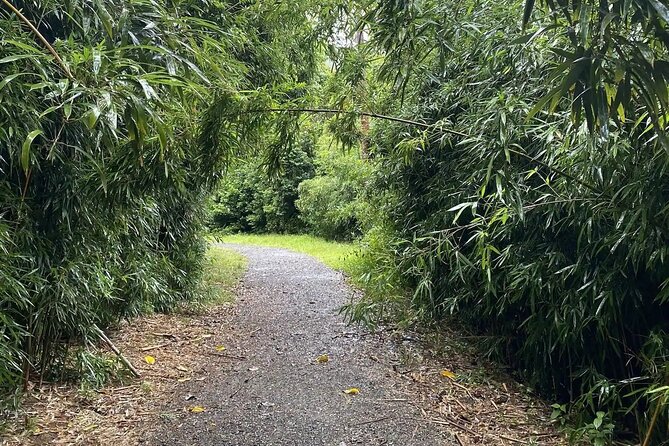 Hike to a Tropical Waterfall - pick up included - A rainforest hike, not a sightseeing drive
