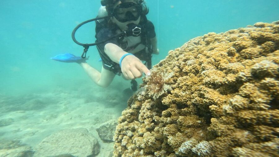 Honolulu: Beginner Scuba Diving Tour With Free Videos - Key points to know before booking