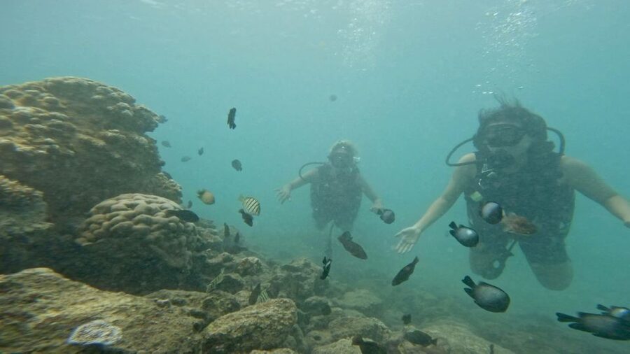 Honolulu: Beginner Scuba Diving Tour With Free Videos - Practical planning for your visit