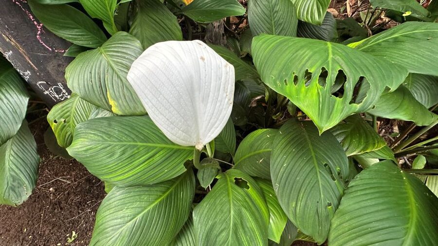 Manoa Falls eBike to Hike - Family appeal, age limits, and physical demands