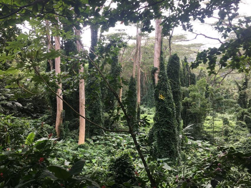 Manoa Falls eBike to Hike - From Waikiki streets to Mānoa Valley