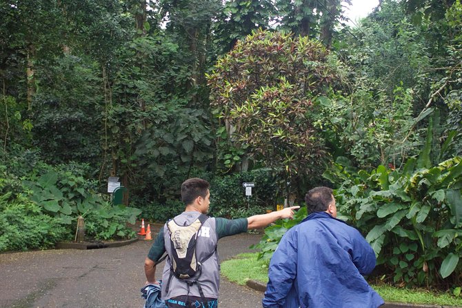 Manoa Falls Rainforest & Self-Guided Hike - A rainforest morning close to Waikiki