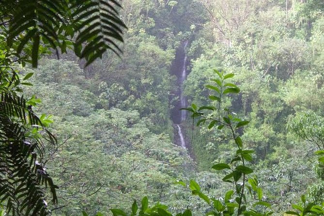 Manoa Falls Rainforest & Self-Guided Hike - The Manoa trail, step by step