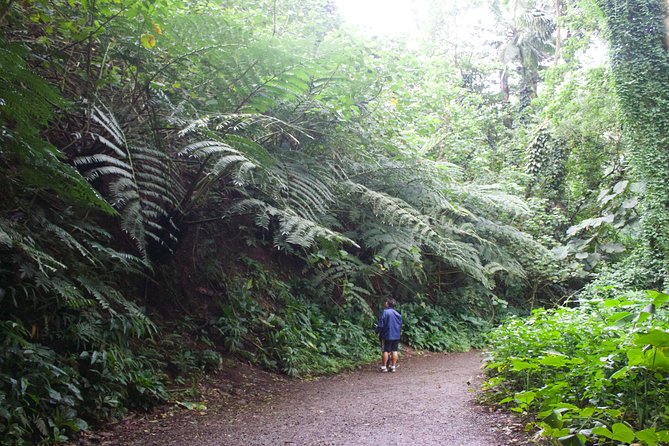 Manoa Falls Rainforest & Self-Guided Hike - The waterfall is weather dependent
