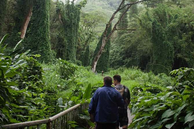 Manoa Falls Rainforest & Self-Guided Hike - Shoes, mud, mosquitoes, and the right pace