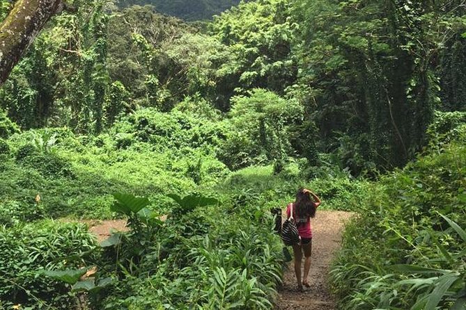 Manoa Falls Rainforest & Self-Guided Hike - Is $52.99 a fair price?