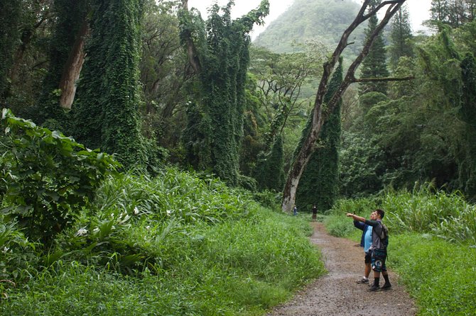 Manoa Falls Rainforest & Self-Guided Hike - How the experience handles rain and cancellations